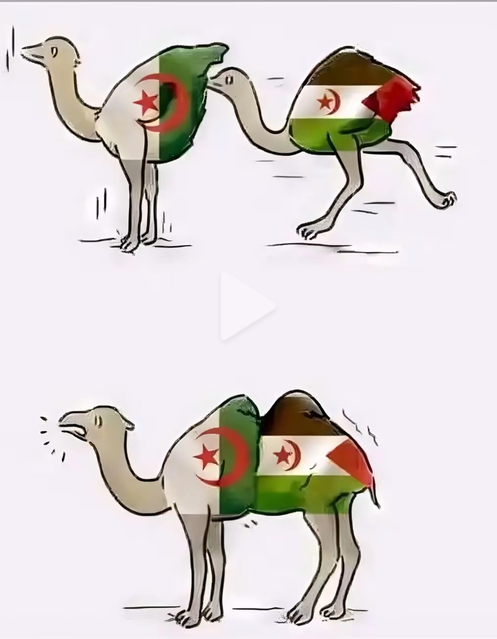 حال الجزائر مع صنيعتها عصابة البوليساريو